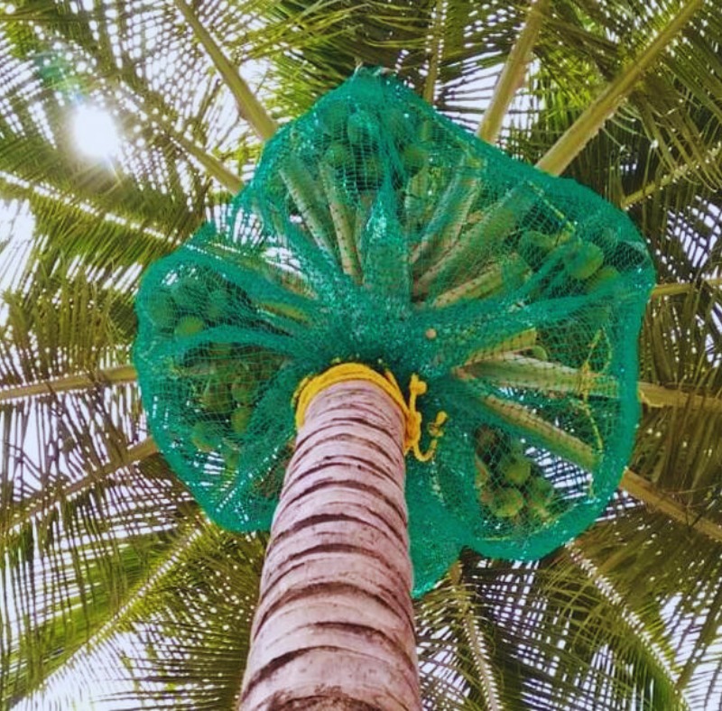 Menorah CocoNets - Best Coconut Tree Safety Net Service Provider in Bangalore | Call - 6362539199 in  listed under Services - Other