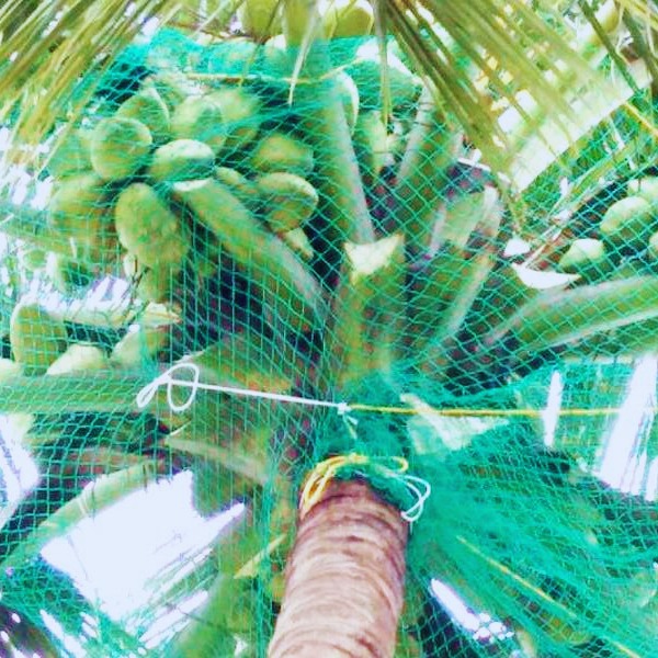 Best Coconut Tree Safety Nets Service Provider in Bangalore | Call "Menorah CocoNets" -