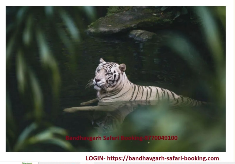 Bandhavgarh Safari Booking in  listed under Services - Other