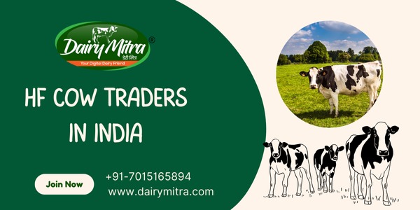 HF Cow Traders in India in  listed under Pets n Care - Pets To Buy