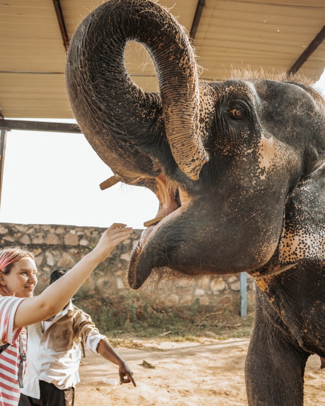 Visit the Best Elephant Sanctuary in Jaipur – Elefriendride - Jaipur in  listed under Services - Business Offers