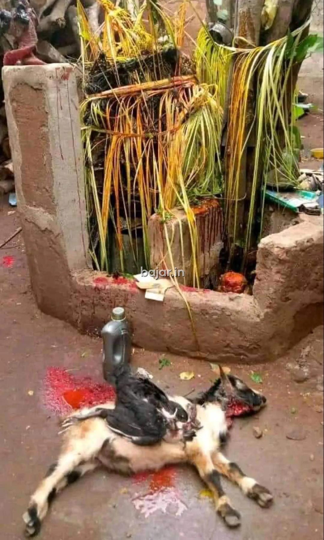 Guest Houses & Lodges