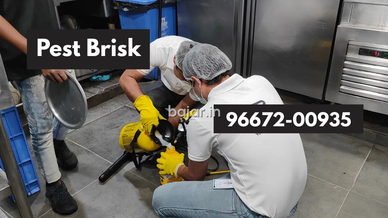 Pest Brisk: Offering the Best Termite Treatment in Delhi